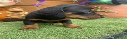 Dachshund dogs for sale: Dachshund Puppies for sale  in Wickford - Advert 5