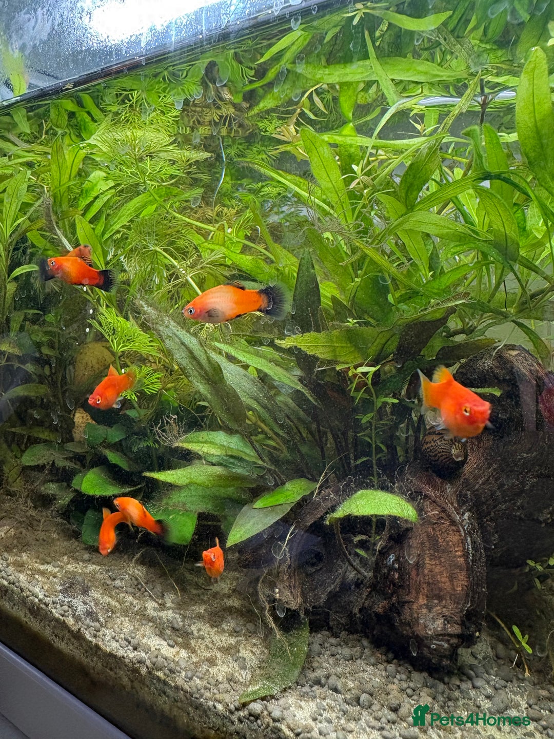 Platies fish for sale: Young Fully matured platies - Advert 2