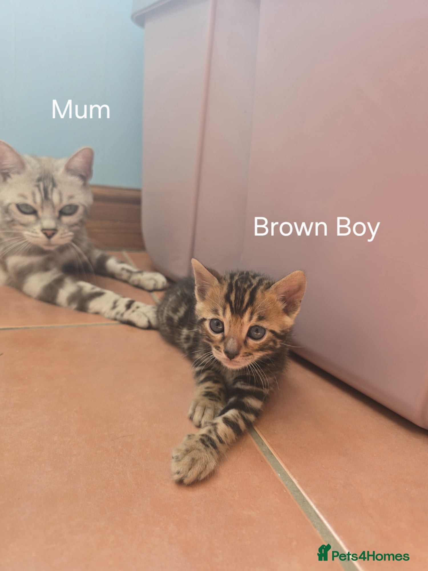 Bengal cats Pedigree Bengal Kittens ready for new home in June - Advert 14