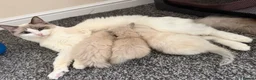 Ragamese cats for sale: Kitten one girl remaining Ragamese - Advert 1