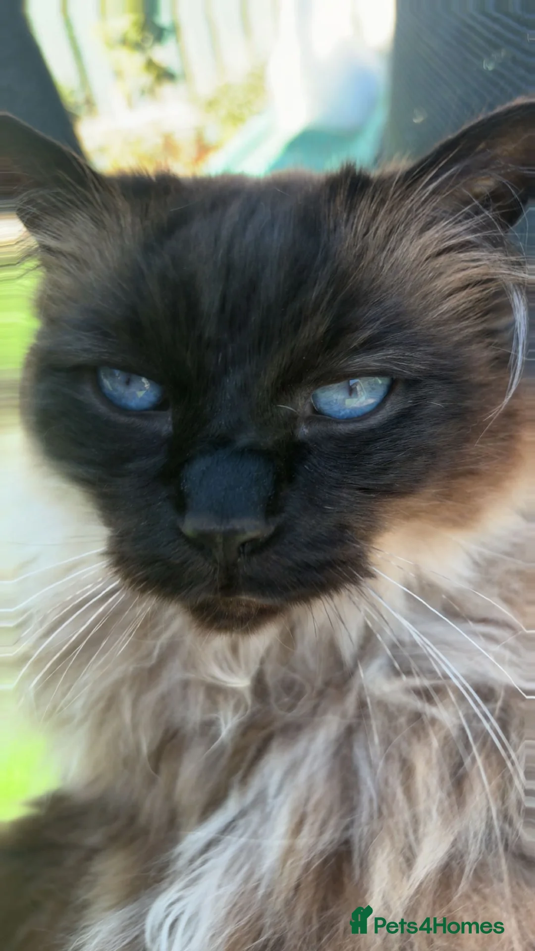 Ragdoll cats for sale: 7 year old Ragdoll male cat in Driffield - Advert 2