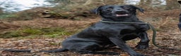 Labrador Retriever dogs for sale: Beautiful Working Black Labradors 🐾🐾 - Advert 13