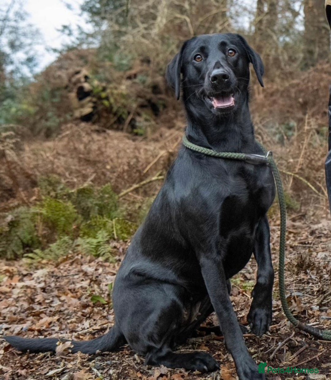Labrador Retriever dogs for sale: Beautiful Working Black Labradors 🐾🐾 - Advert 13