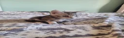 Mixed Breed cats for sale: Kittens for sale - Advert 32