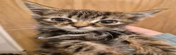 Mixed Breed cats for adoption: 2 beautiful kittens  - Advert 1