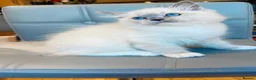 Ragdoll cats for sale: Pure Ragdoll kittens Registered and DNA tested  - Advert 40
