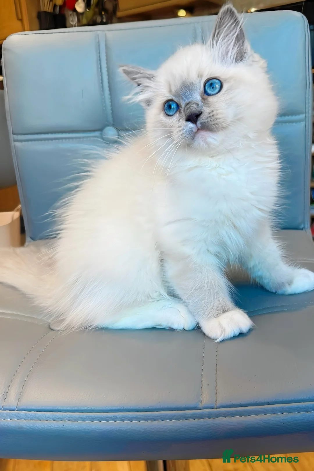 Ragdoll cats for sale: Pure Ragdoll kittens Registered and DNA tested  - Advert 40