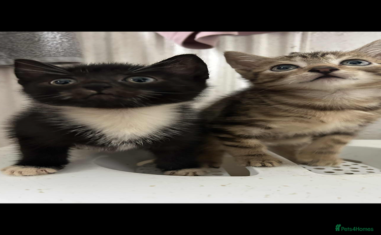 Mixed Breed cats - Advert 1