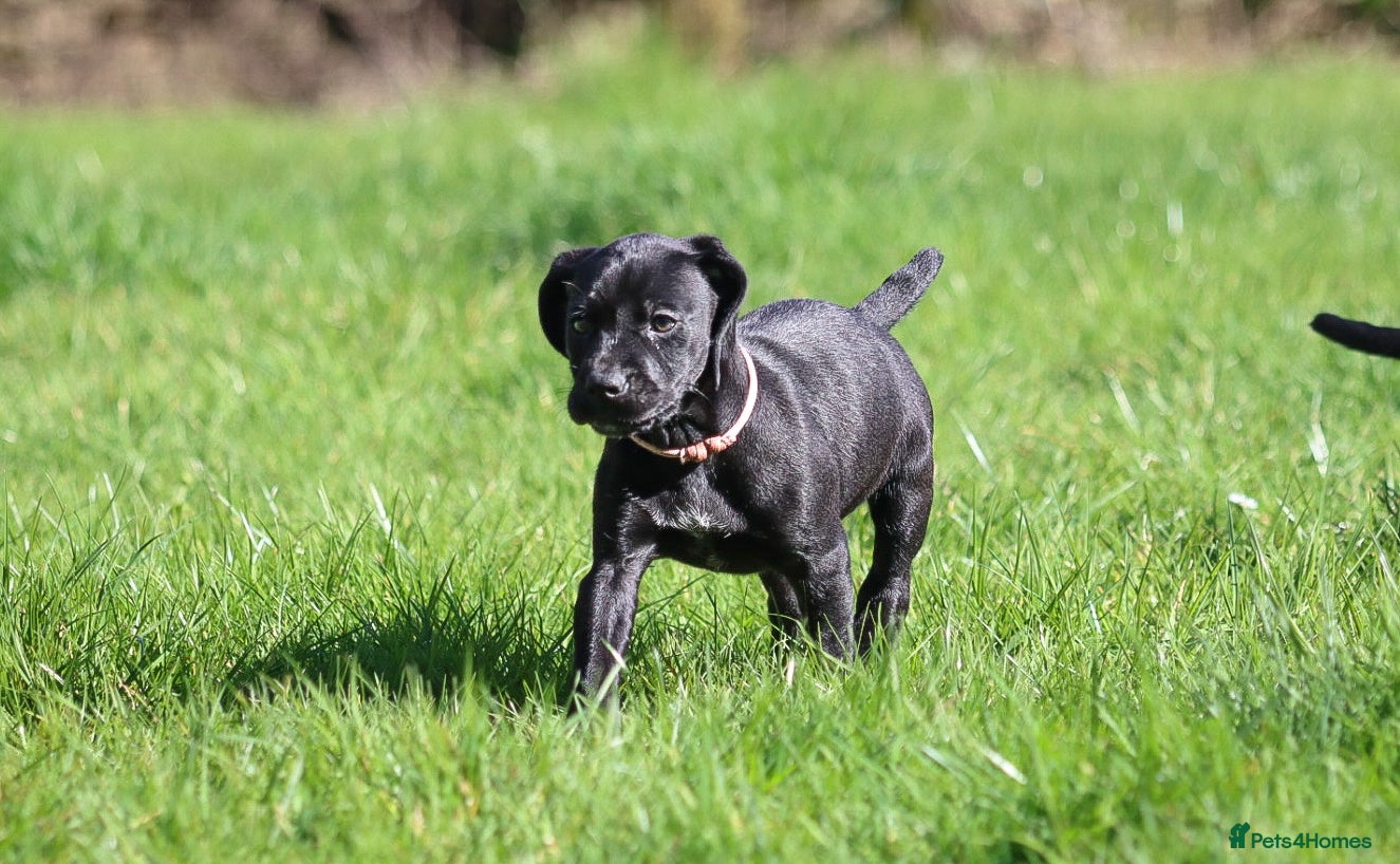 Mixed Breed dogs 1/4 Labrador 3/4 Gsp Bitch Pup.  - Advert 14