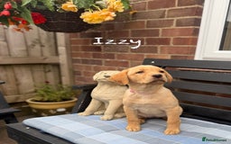 Labrador Retriever dogs for sale: 2 Yellow Females 👀🏡 in Boston - Image 4