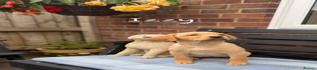 Labrador Retriever Puppy 9