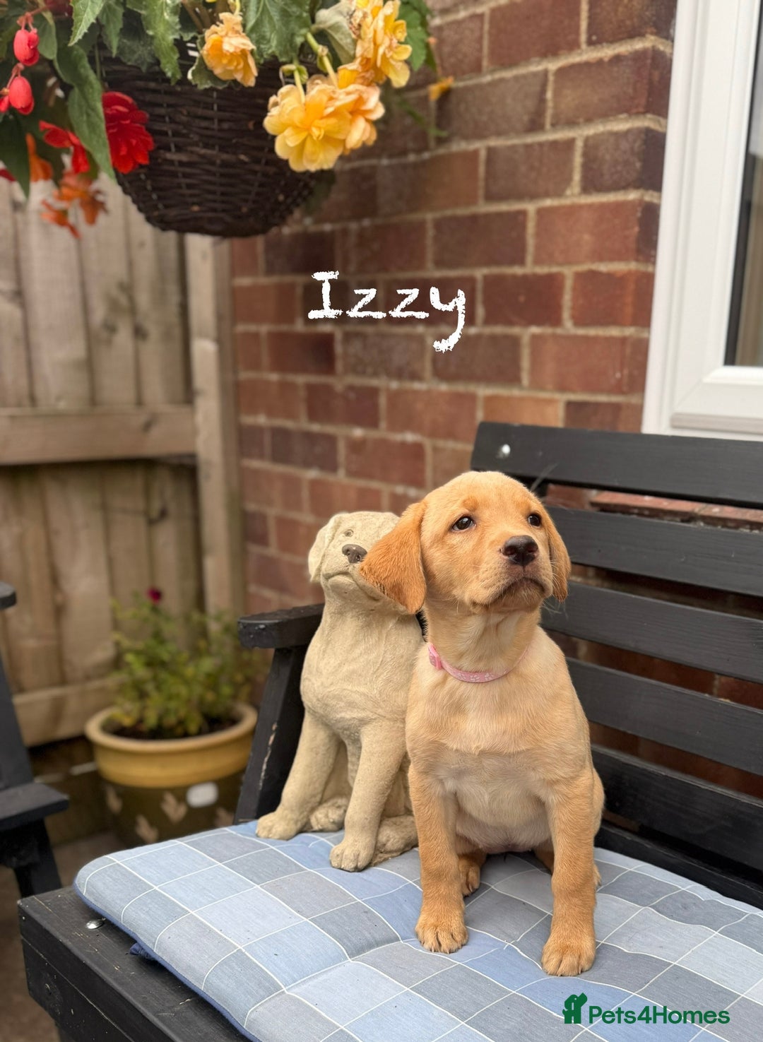 Labrador Retriever dogs for sale: 2 Yellow Females 👀🏡 in Boston - Image 4