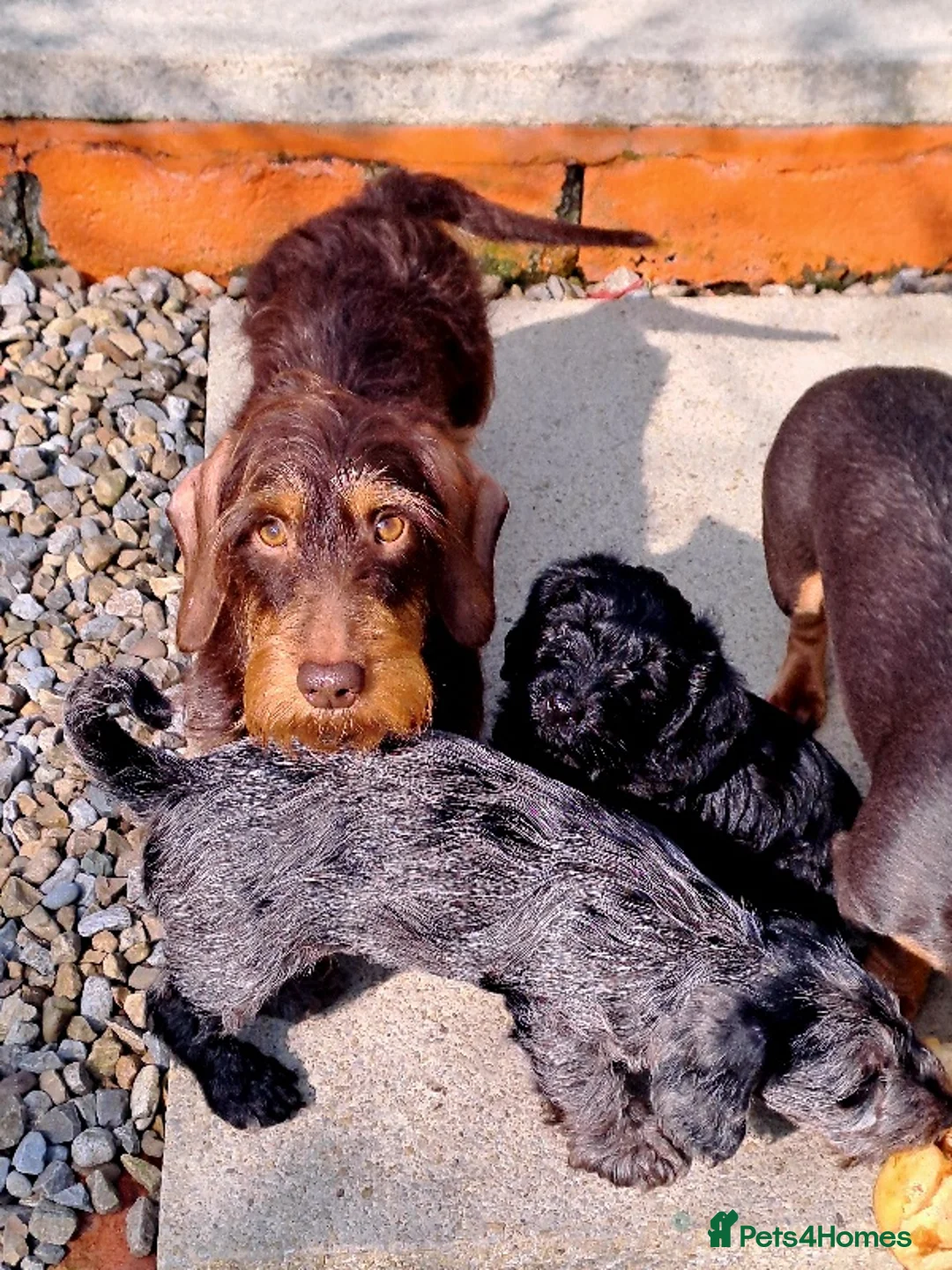 Doxiepoo dogs for sale: Daxiepoo babies looking for forever home - Advert 2