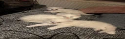 Persian cats for sale: Persian kitten for sale - Advert 3