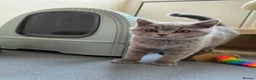 Scottish Fold cats for sale: Only 1 burgundy  boy left - Advert 10