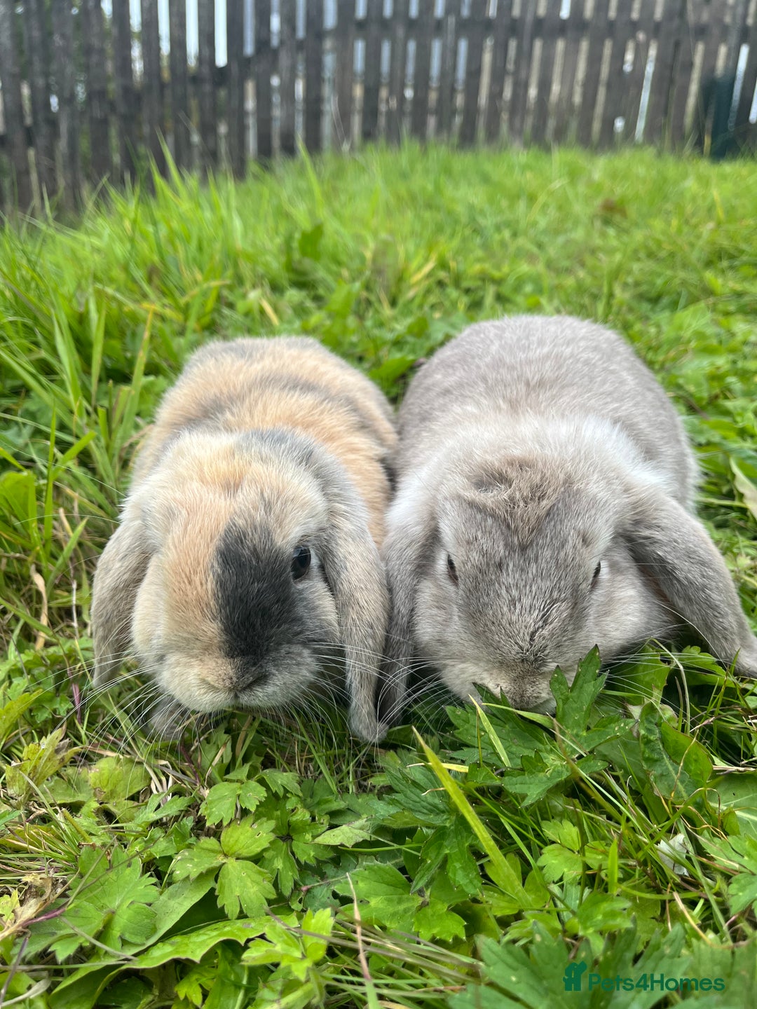 Mini Lop rabbits for sale: 2 Rabbits - Advert 3