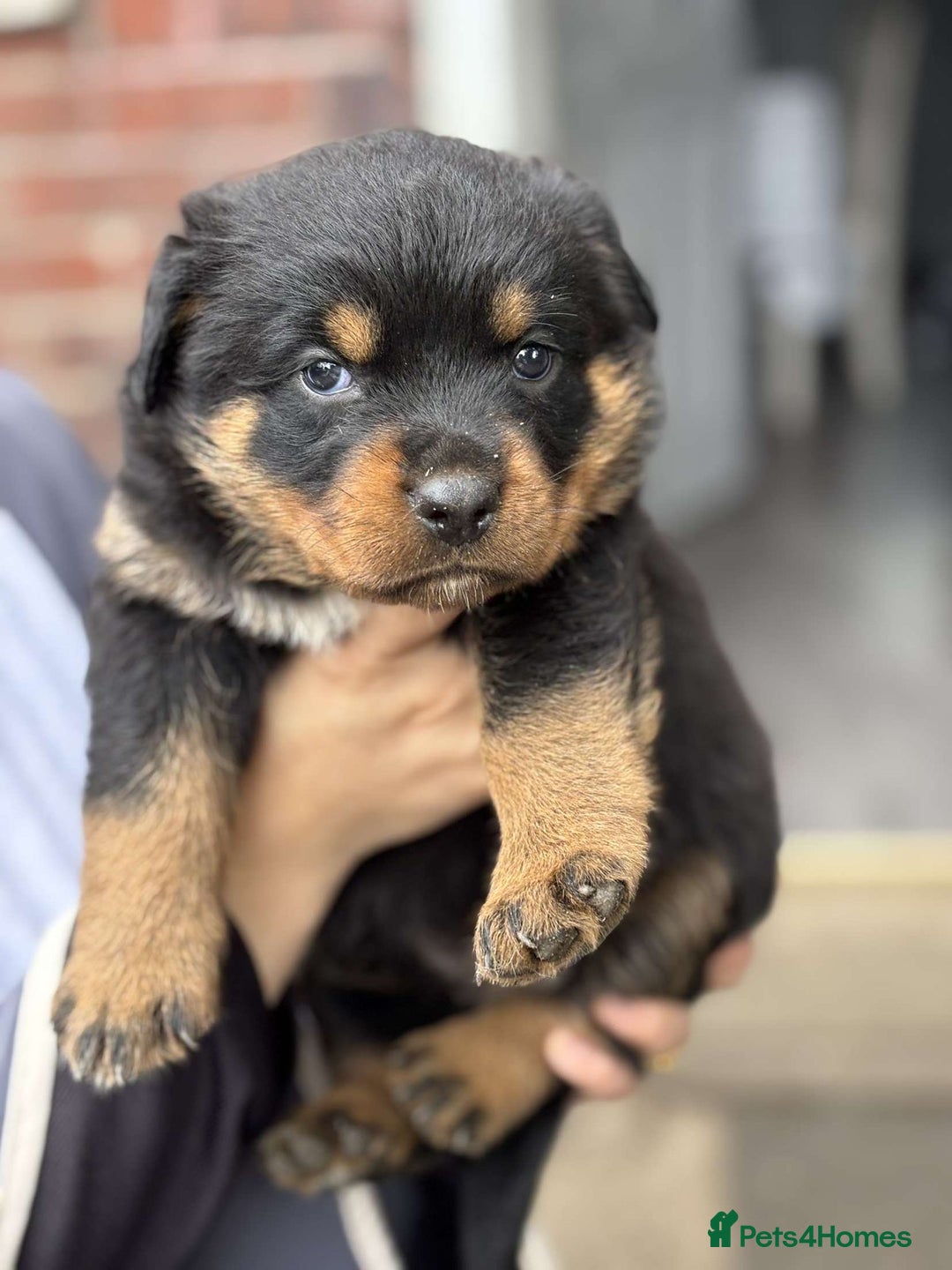 Rottweiler dogs for sale: 5 chunky pure pedigree Rottweiler pups - Image 14