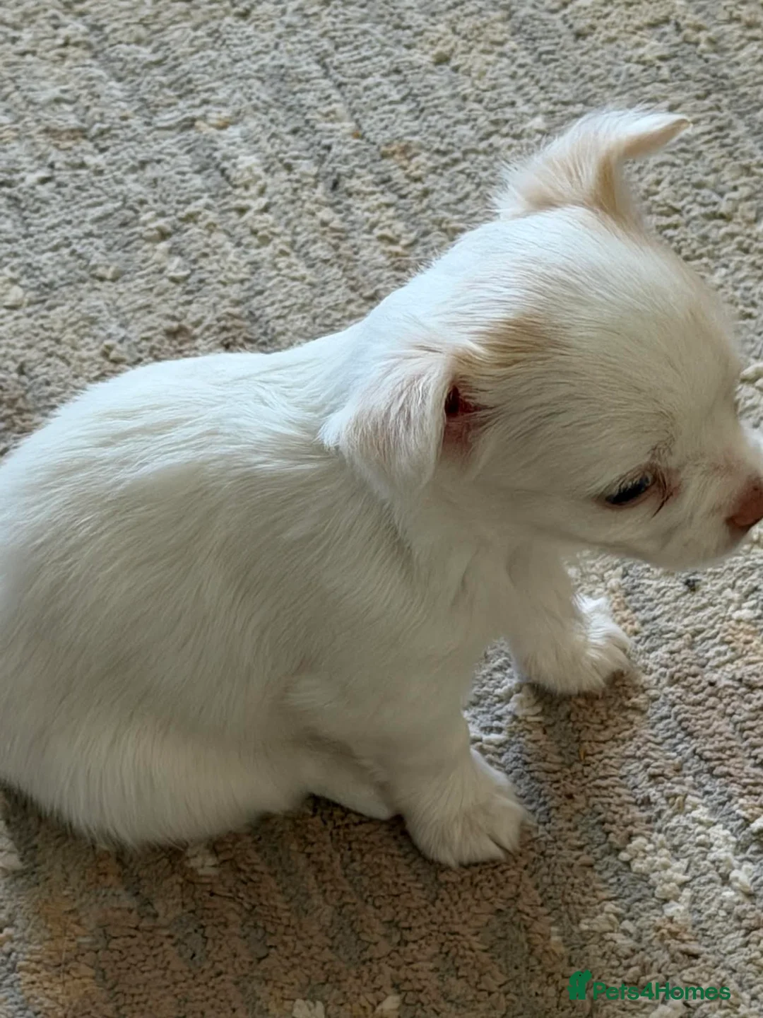 Chihuahua dogs for sale: Cream & Red Chihuahua Girl - Advert 10