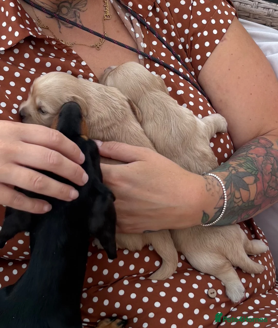 Chiweenie dogs for sale: Chiweenie Dach x chih - Advert 6