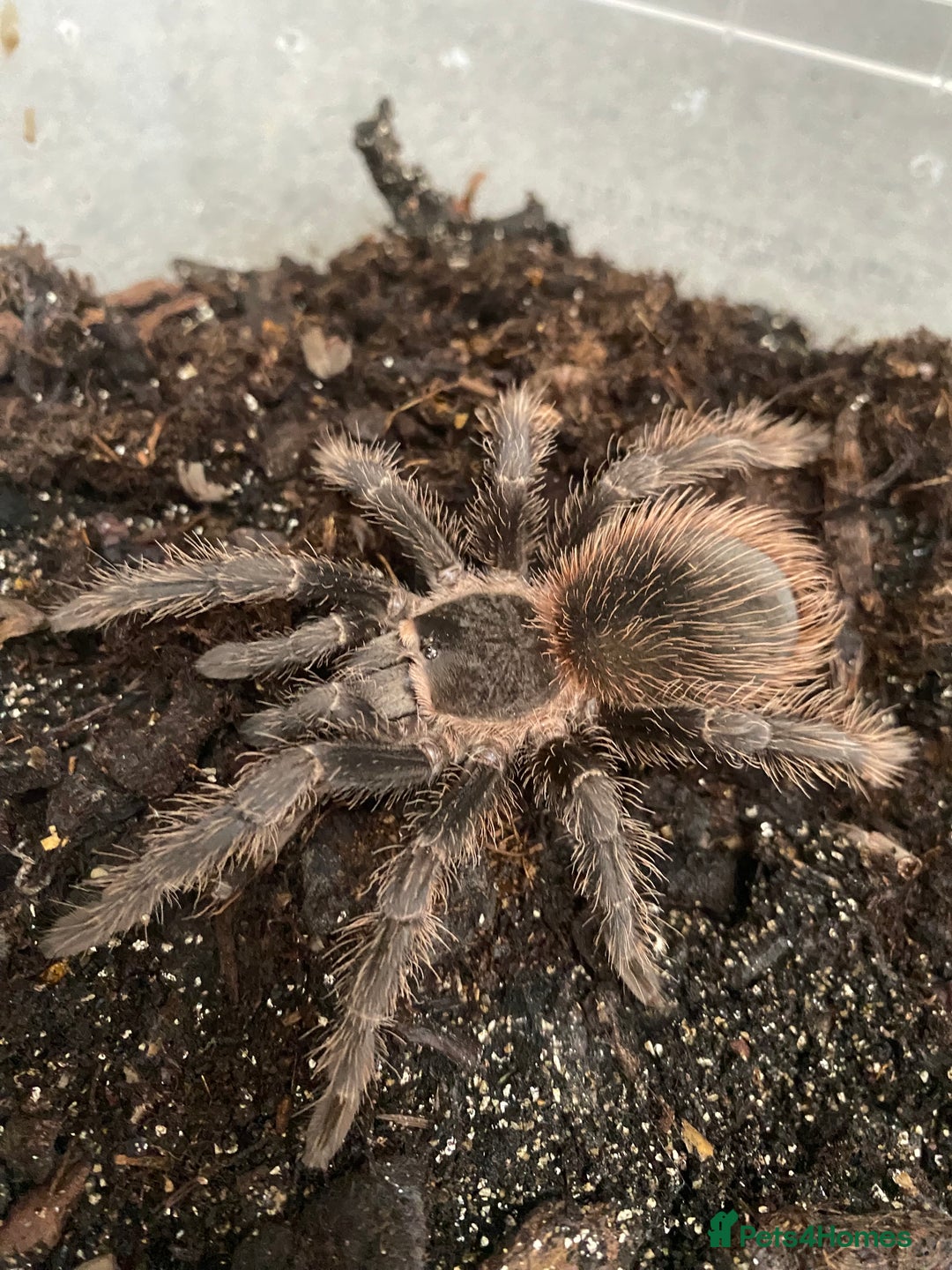 Tarantulas invertebrates for sale: Pink salmon tarantulas  - Advert 6