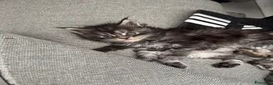 Maine Coon 2