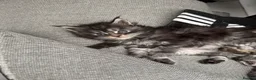 Maine Coon cats for sale: Maine coon kittens - Advert 6