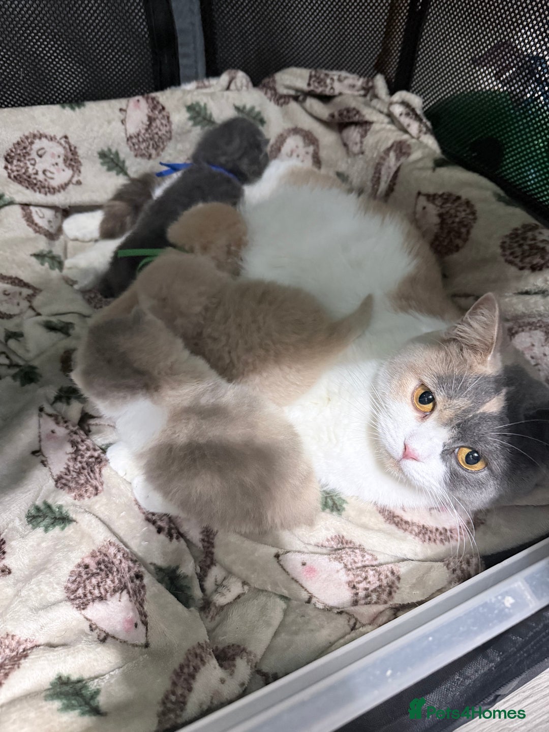British Shorthair cats for sale: British shorthair kittens a rainbow of colours 😍 - Image 5