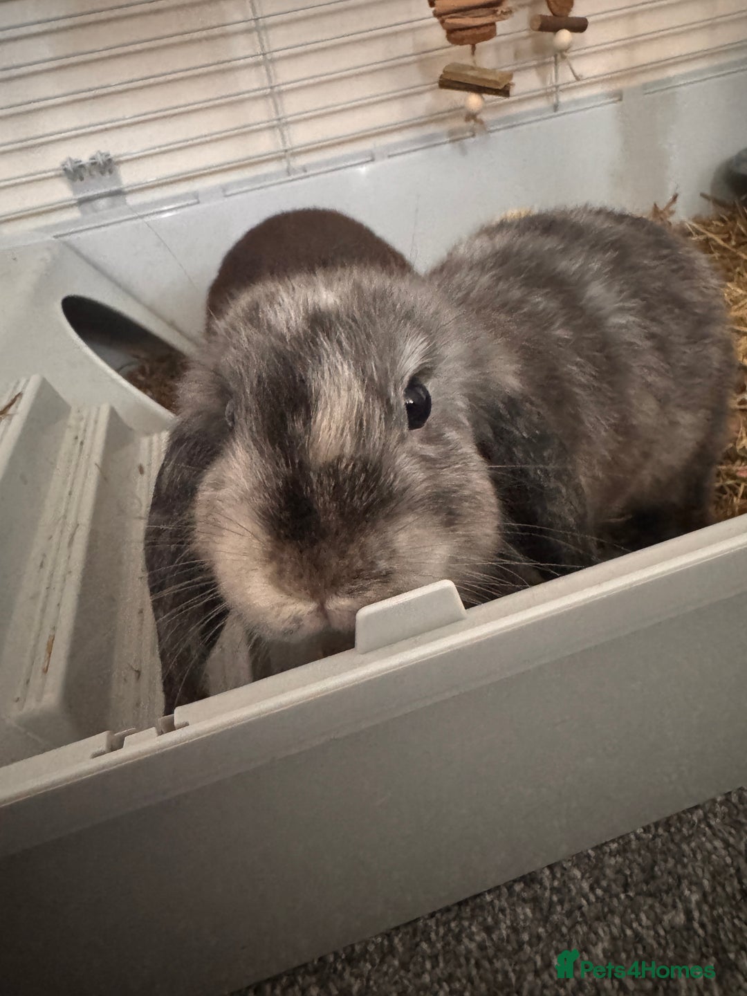 Dwarf Lop rabbits for sale: 2 male dwarf lops - vaccinated and neutered - Advert 5