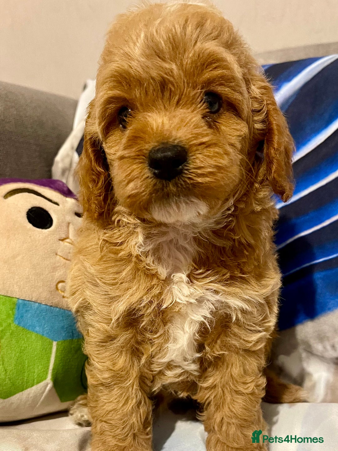 Cavapoo dogs for sale: Red cavapoo’s - Image 4