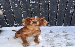 Clumber Spaniel dogs for stud: Stud Available – (3 Years Old) - Image 3