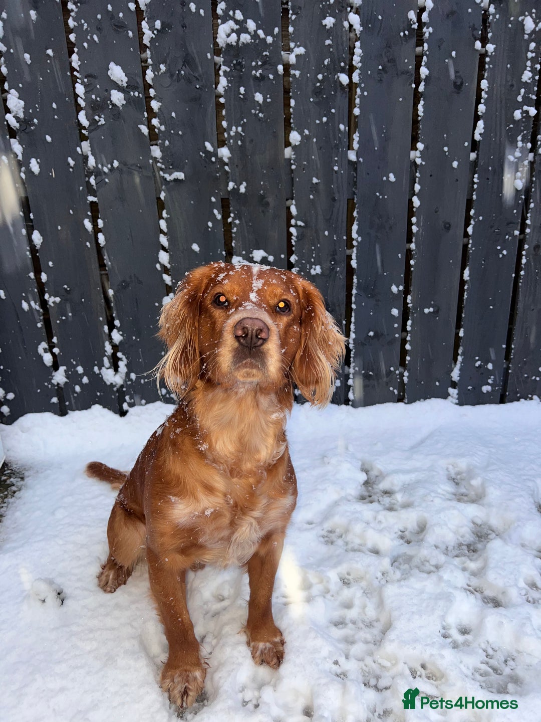 Clumber Spaniel dogs for stud: Stud Available – (3 Years Old) - Image 3