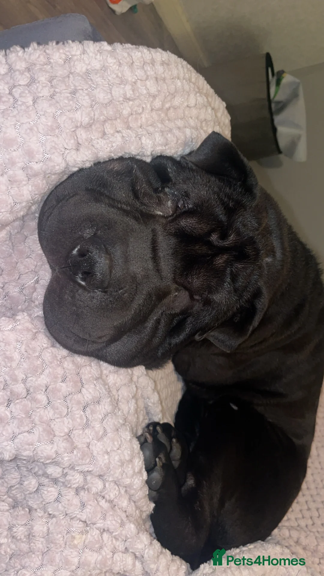 Shar Pei dogs for sale: Shar pei  in Great Yarmouth - Advert 1