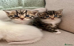 Siberian cats for sale: Five fluffy kittens  - Image 8