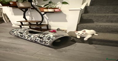 Turkish Angora cats Turkish Angora Kittens  - Advert 2