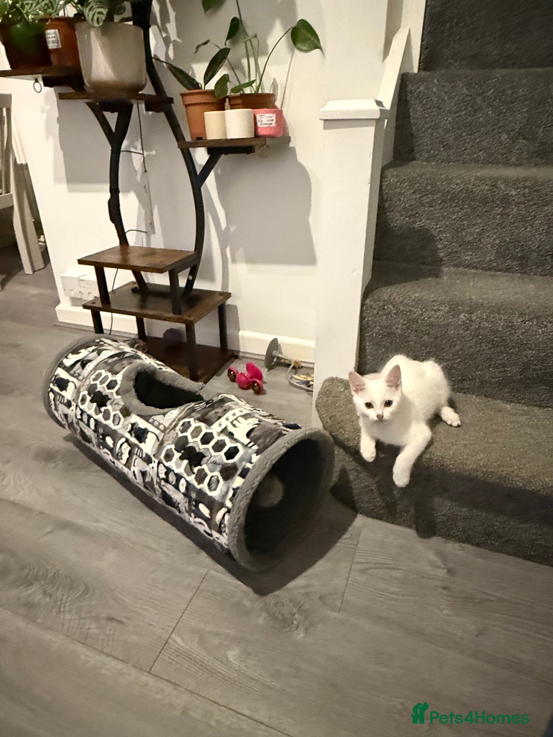 Turkish Angora cats for sale: Turkish Angora Kittens  - Advert 3