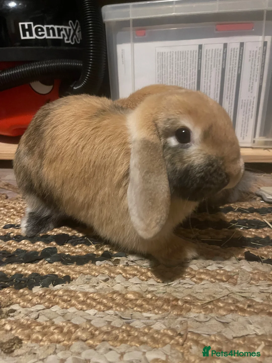 Mini Lop rabbits for sale: Two friendly lovely male mini lops  - Advert 2