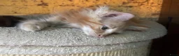 Ragdoll cats for sale: Lovely Kittens - Advert 7