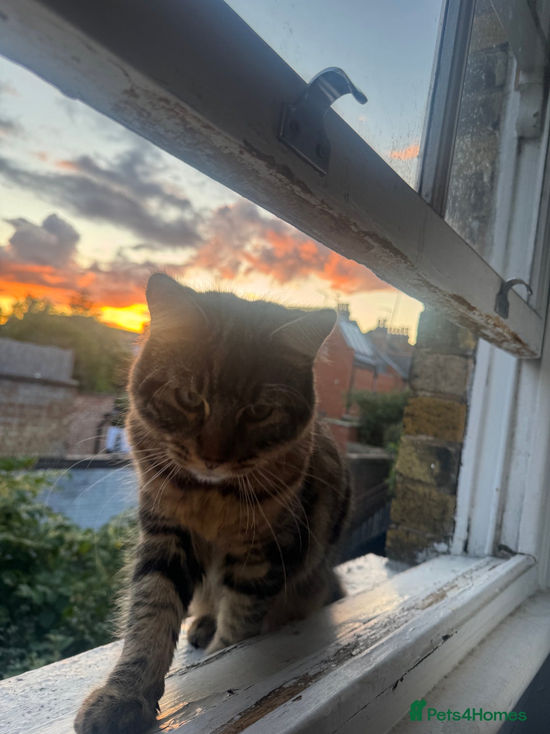 Domestic Shorthair cats for sale: ASAP- Adorable cat to be rehomed  - Image 7