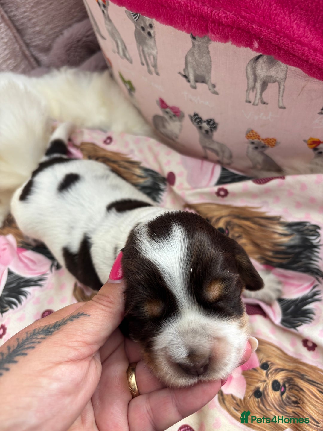 Cocker Spaniel dogs for sale: Outstanding show cocker pups - Image 7