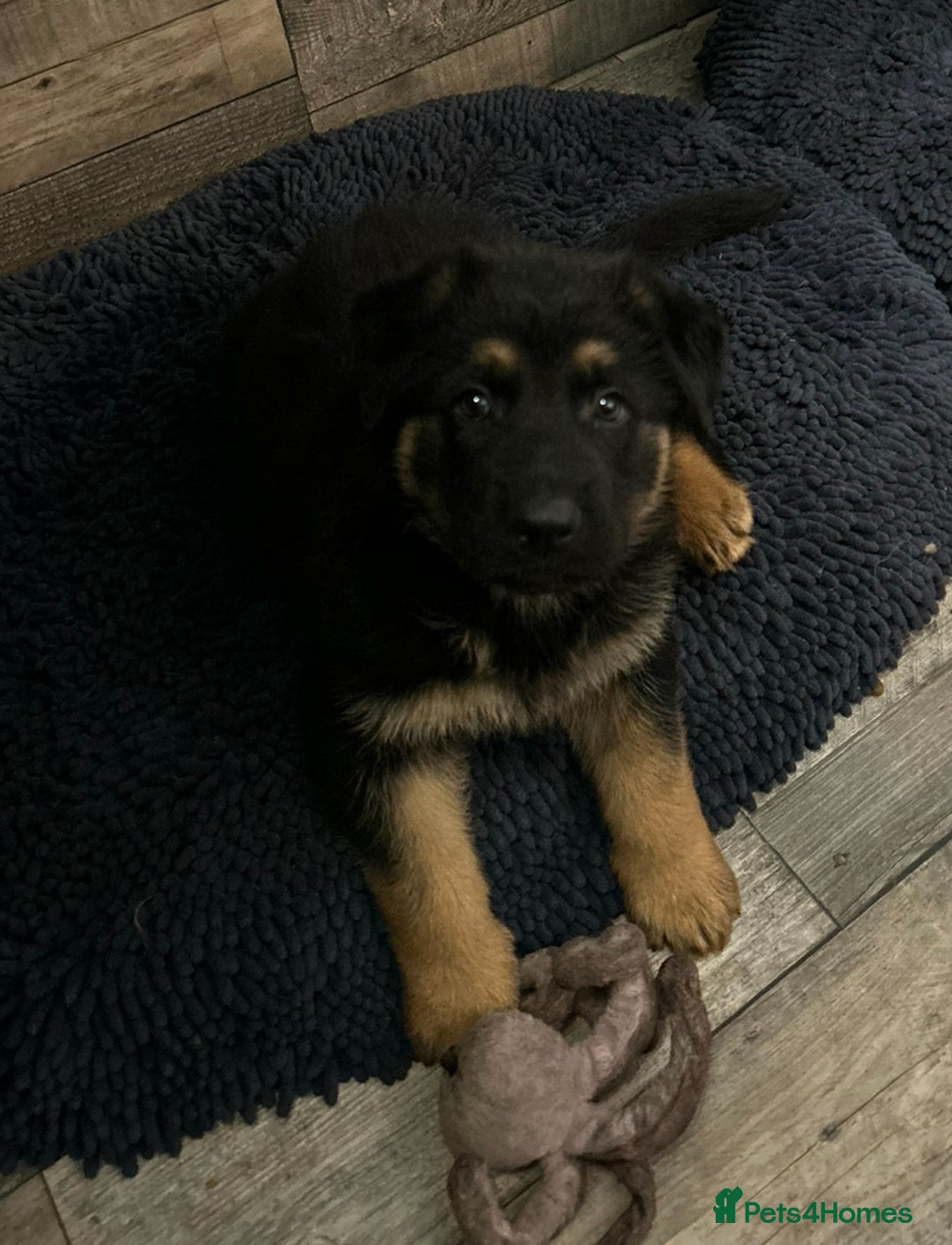 German Shepherd dogs for sale: Gorgeous Male German Shepherd Pup for Sale - Image 3
