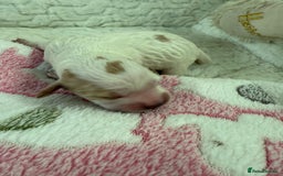 Cockapoo dogs for sale: Ready Dec 20th. Fully dna & health tested clear - Image 23