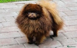 Pomeranian dogs for sale: Pomeranian puppy’s  - Image 7