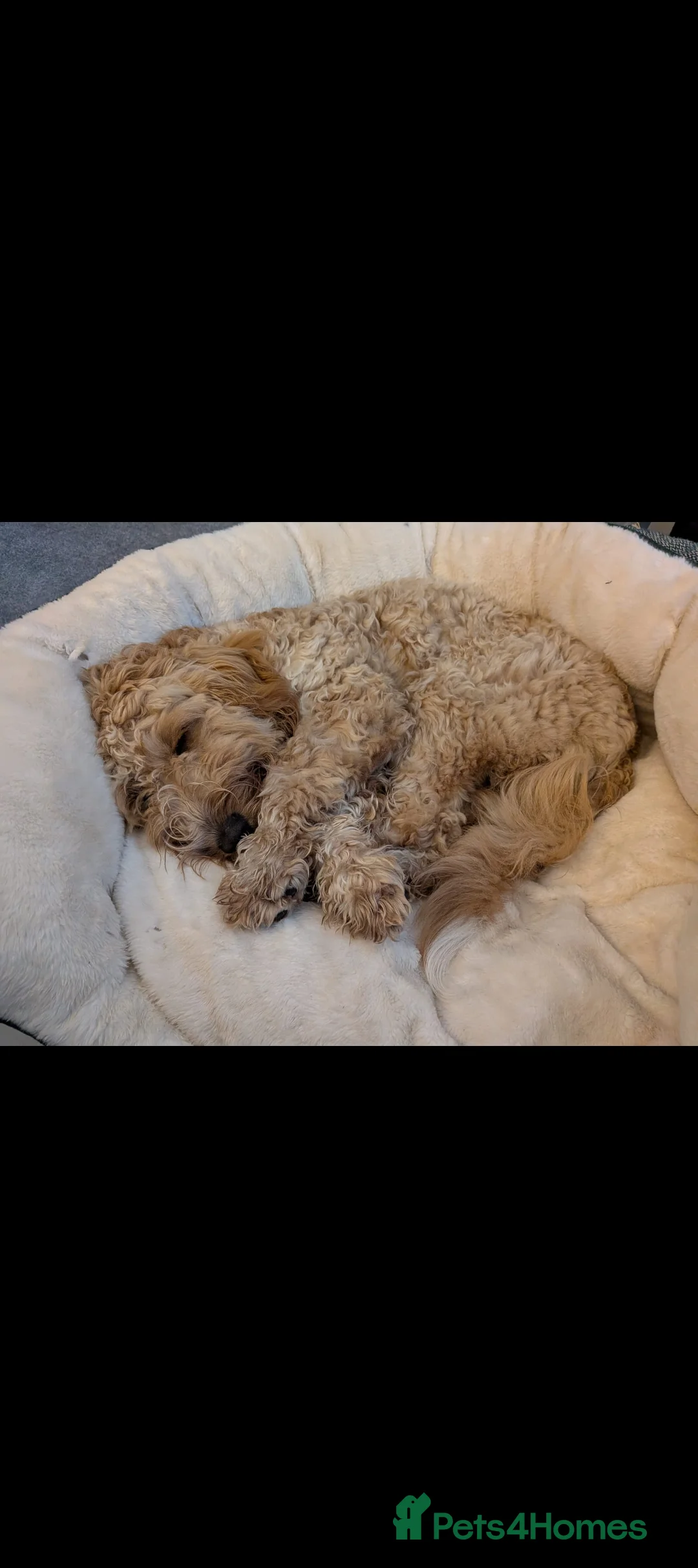 Cockapoo dogs for sale: Cockapoo 10 Months in Crawley - Advert 2