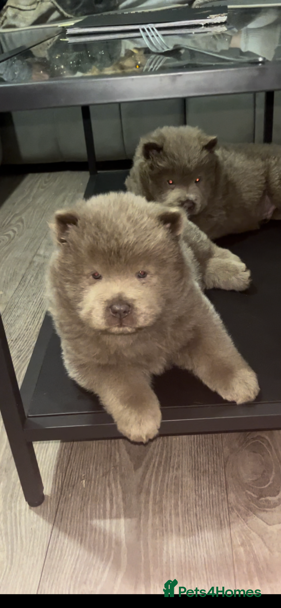 Chow Chow dogs LILAC CHOW CHOW BOY   😻 - Advert 6