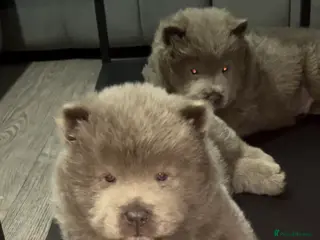 Chow Chow dogs LILAC CHOW CHOW BOY 😻 - Advert 5