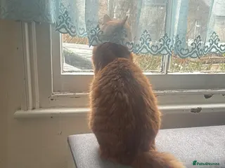 Bengal cats Tabby/Bengal cat - Advert 1