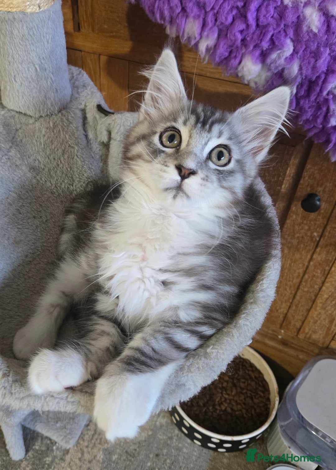 Maine Coon cats for sale: Beautiful playful Maine Coon kittens  - Image 4