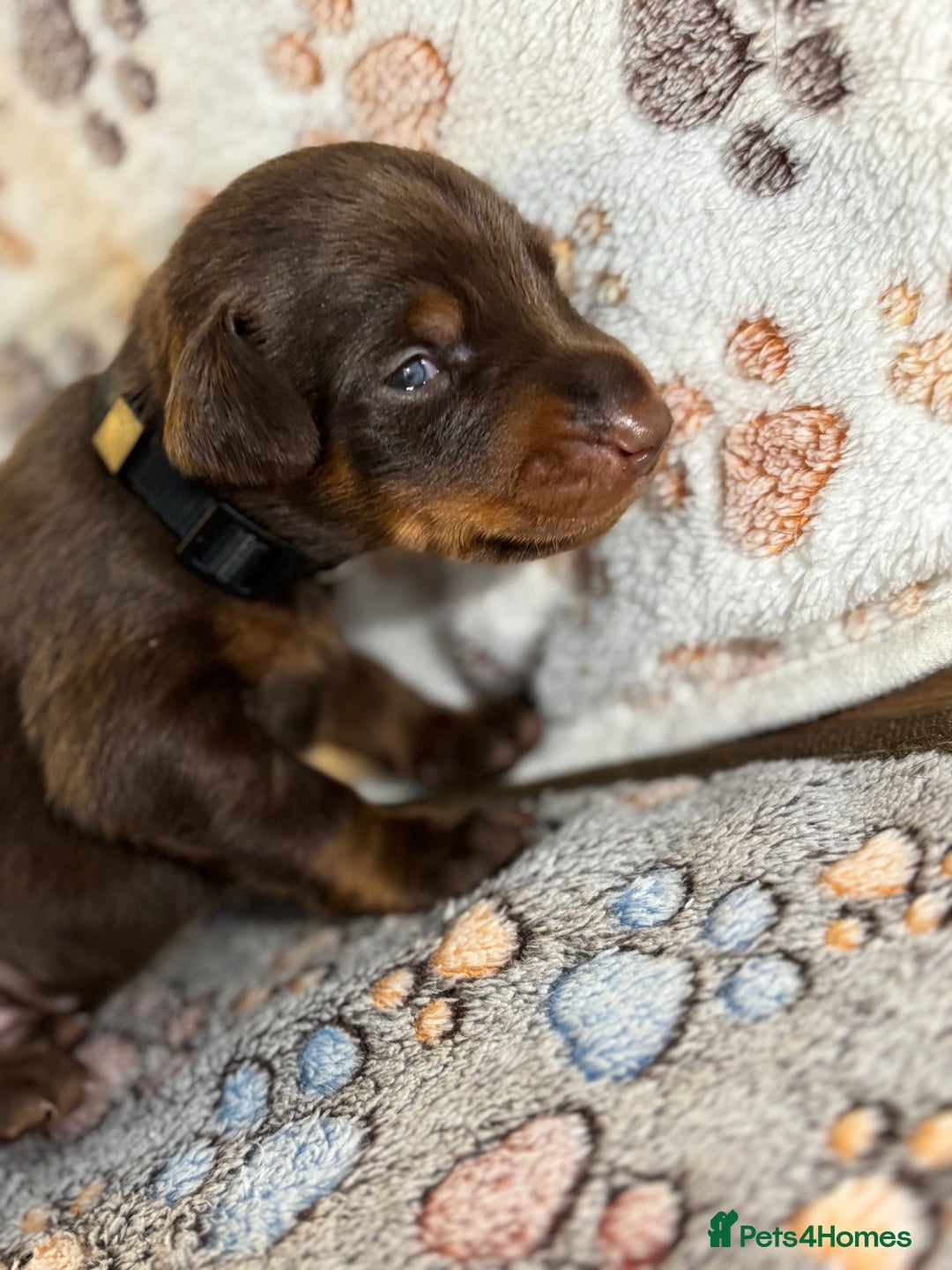 Dobermann dogs for sale: Doberman Puppies For Sale  - Image 6