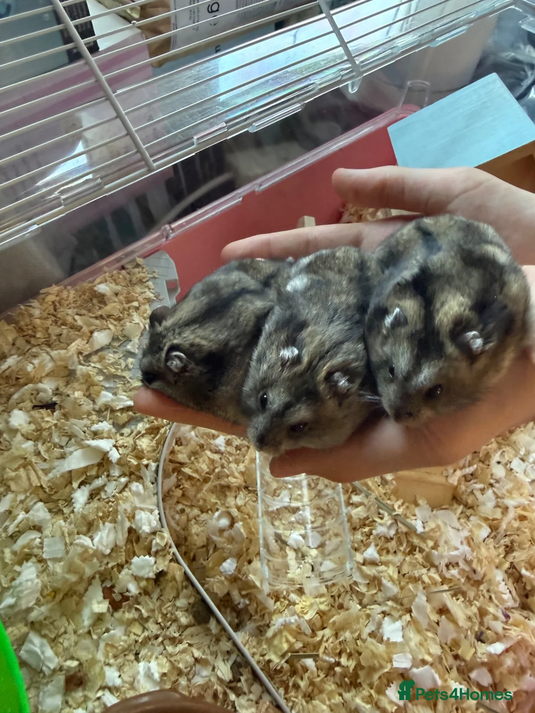 Hamster rodents for sale: 3 Russian dwarf hamsters  - Advert 1