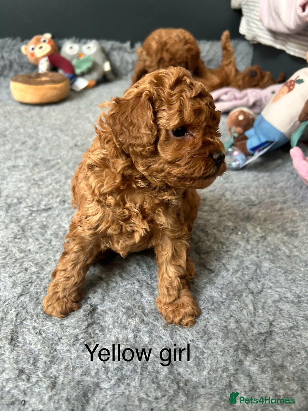 Toy Poodle dogs for sale: Tiny red toy poodles  - Image 3